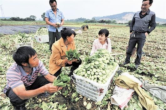 图文：现代化种植让农民朋友走上致富路