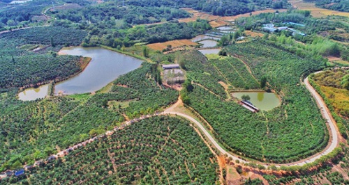 适合河南种植致富项目_河南农村致富新项目_河南农业种植致富项目