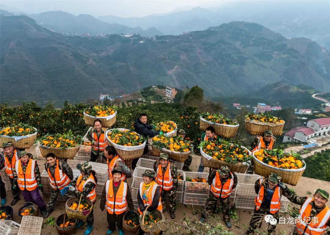 致富瓜果种植方法图片_瓜果种植致富方法_致富瓜果种植方法有哪些