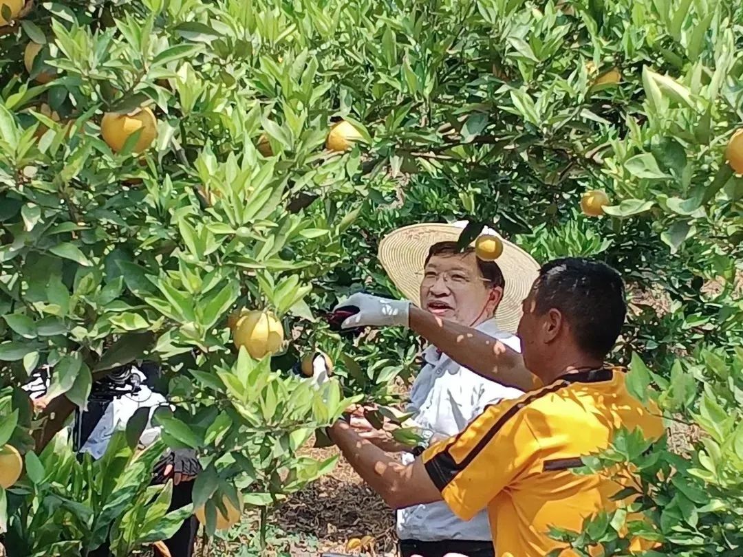 瓜果种植致富方法_致富瓜果种植方法有哪些_致富瓜果种植方法图片