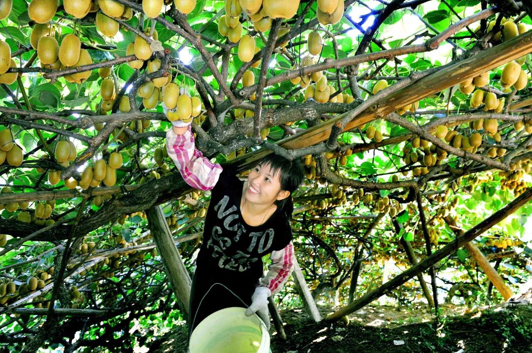 致富经种瓜_致富经种水果_瓜果种植致富方法