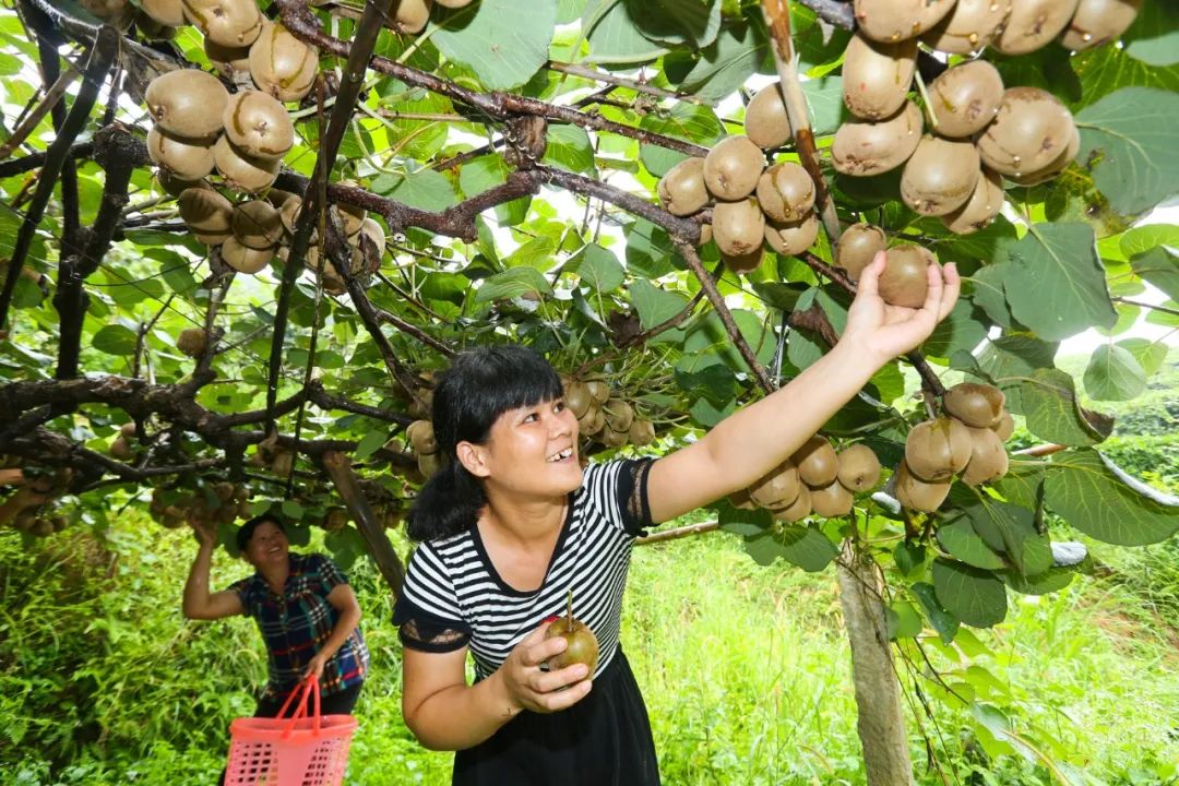 致富经种水果_致富经种瓜_瓜果种植致富方法