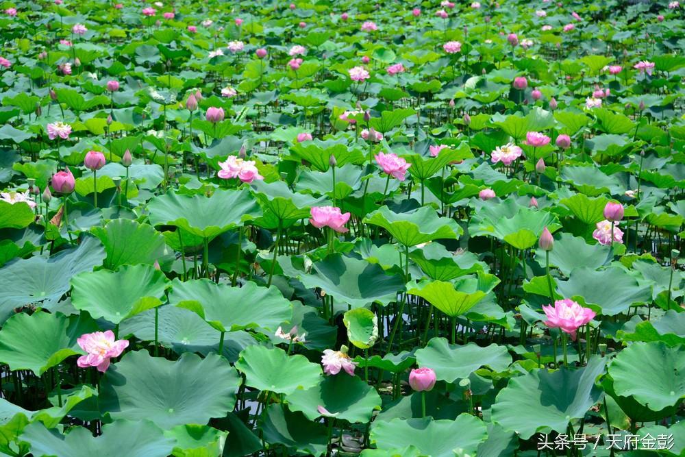 竹笋致富经_种植笋致富_种植笋的行情咋样