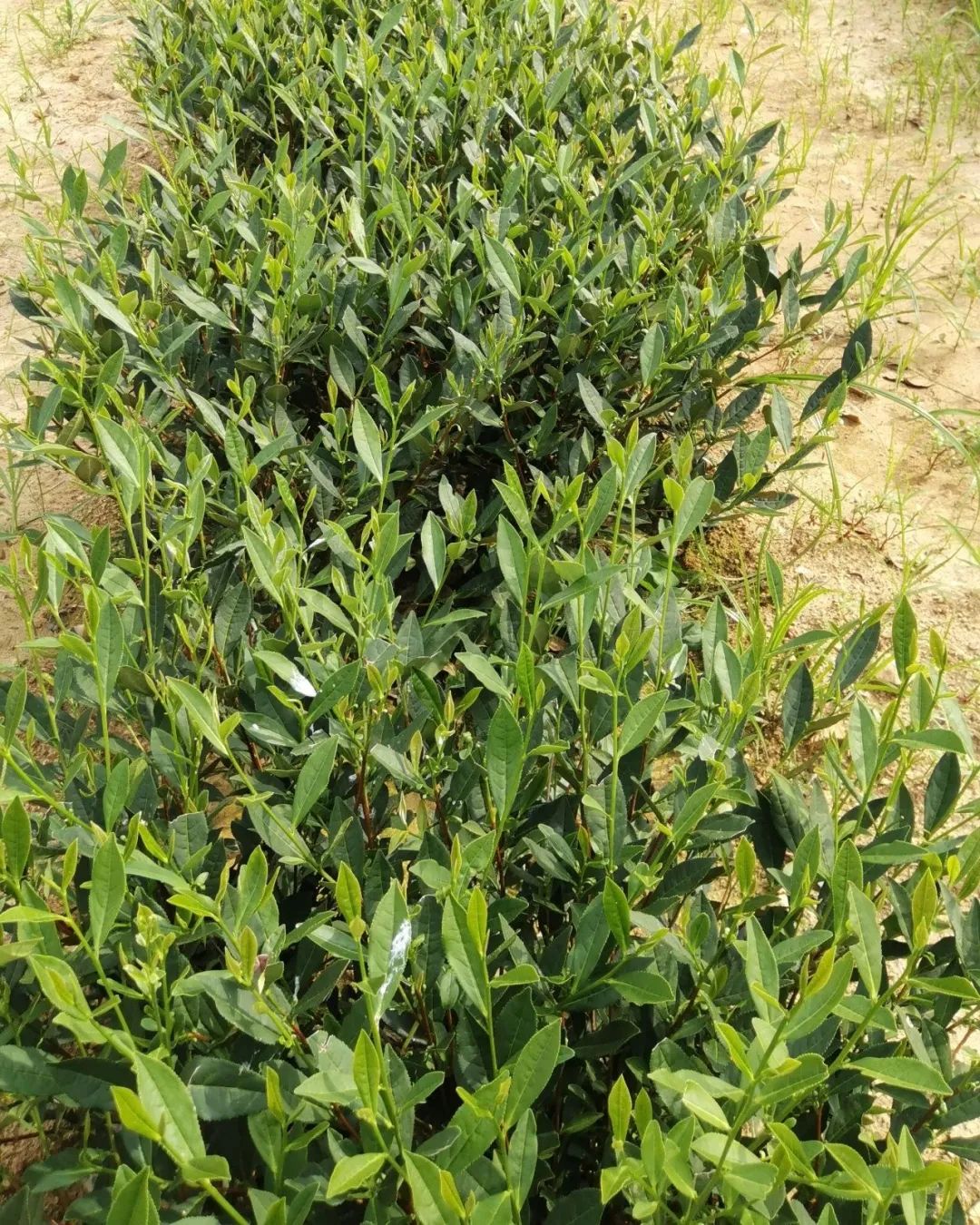 秋季种植小豆红技术与管理_秋季种植小豆红技术要求_秋季红小豆种植技术