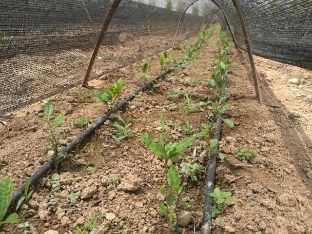 秋季红小豆种植技术_秋季种植小豆红技术与管理_秋季种植小豆红技术要求