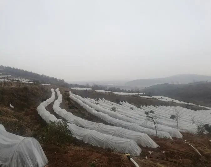 秋季红小豆种植技术_秋季种植小豆红技术要求_秋季种植小豆红技术与管理