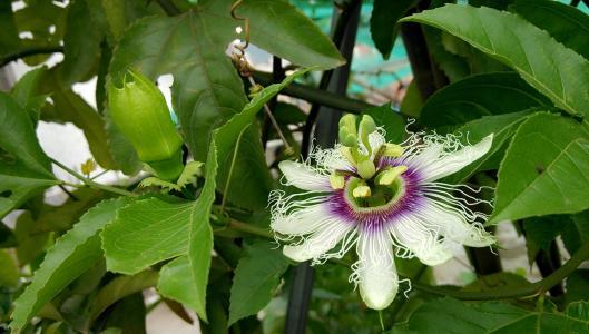 种植果香技术有哪些_果香种类_种植百香果技术