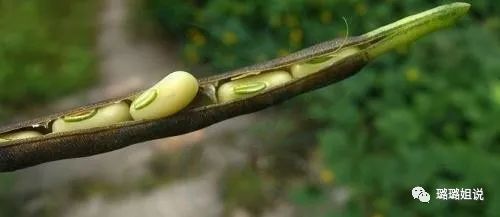 秋季种植小豆红技术与管理_秋季红小豆种植技术_秋季种植小豆红技术要求