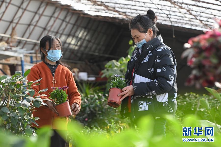 致富经 花卉_花卉带动致富路_致富经花卉创业