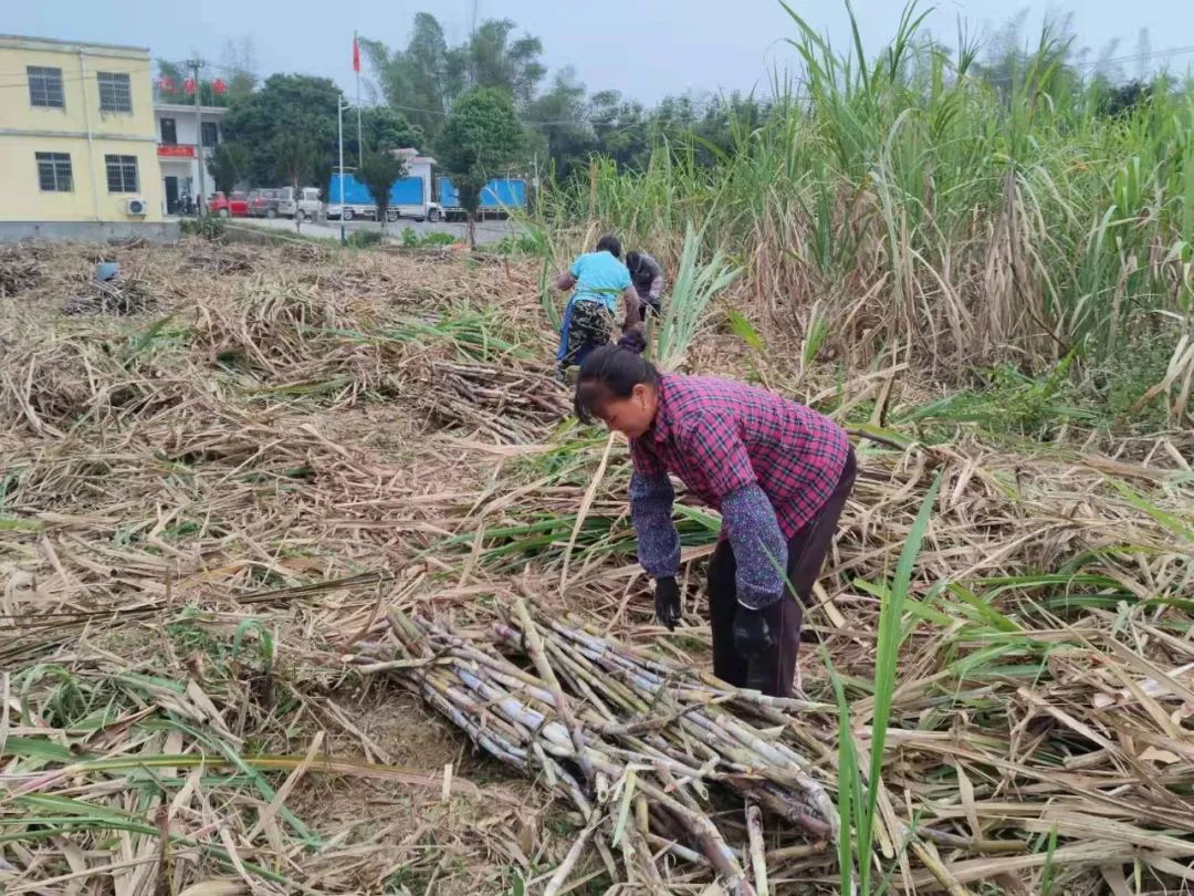 甘蔗种植致富视频_韶州小农拍摄甘蔗种植视频_农广天地甘蔗种植技术视频