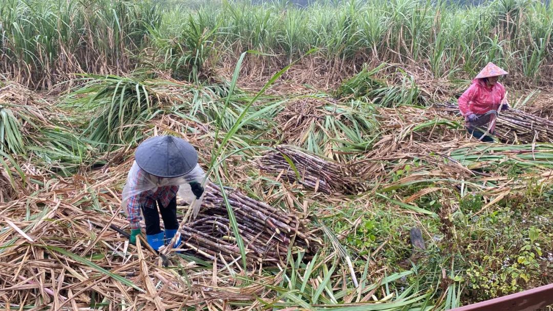 韶州小农拍摄甘蔗种植视频_甘蔗种植致富视频_农广天地甘蔗种植技术视频