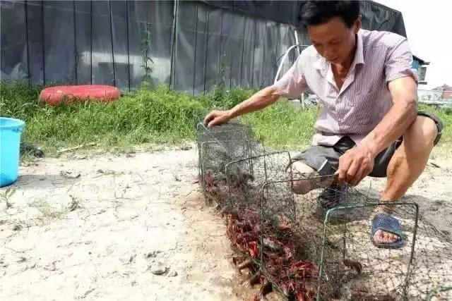 致富经稻田养鱼视频_水稻虾养殖_致富经水稻套养鱼虾