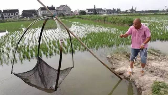 致富经水稻套养鱼虾_水稻虾养殖_致富经稻田养鱼视频