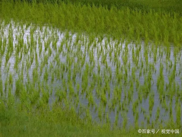 致富经稻田养虾视频_致富经水稻套养鱼虾_致富经稻田养鱼视频