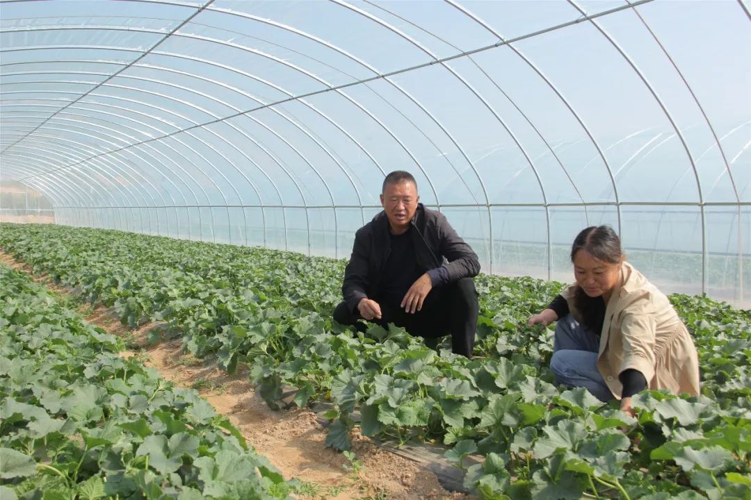 黑芝麻种植技术_黑芝麻种植致富_黑芝麻种植需要具备什么条件