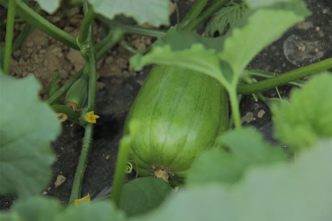 黑芝麻种植致富_黑芝麻种植需要具备什么条件_黑芝麻种植技术