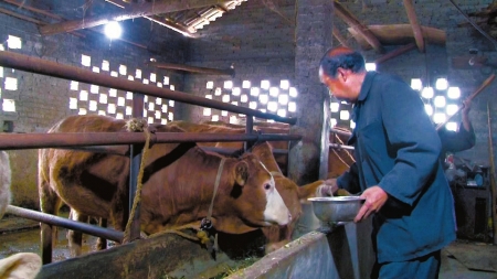 大力发展肉牛产业 “顶起”致富新天地