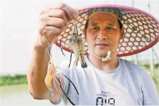 养殖生态虾 踏上致富路