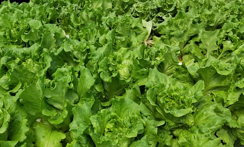 致富种植视频全集_种植致富新项目_夏季种植致富技术