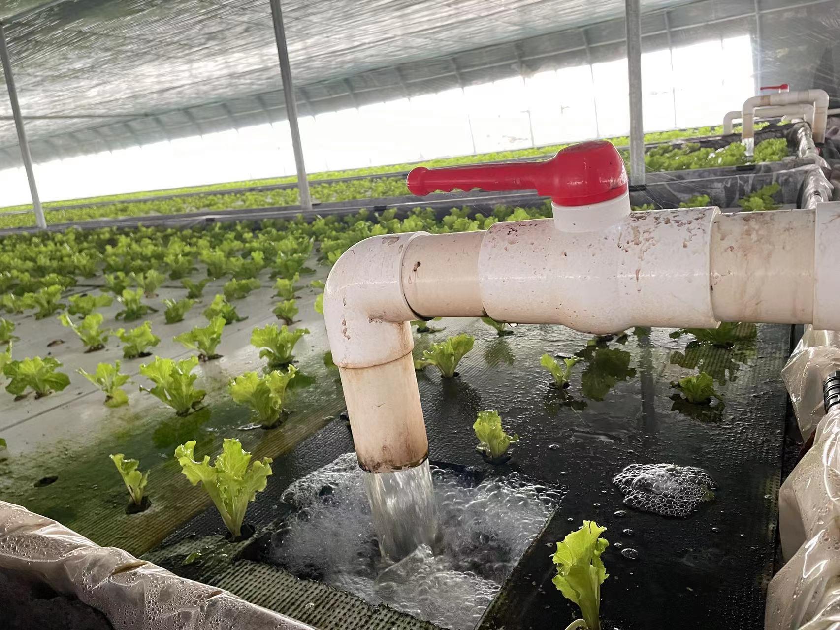 种植致富新项目_致富种植视频全集_夏季种植致富技术