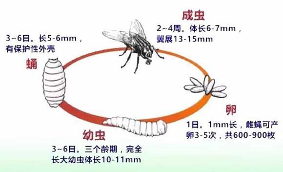 养殖场蚊蝇的危害和防治措施