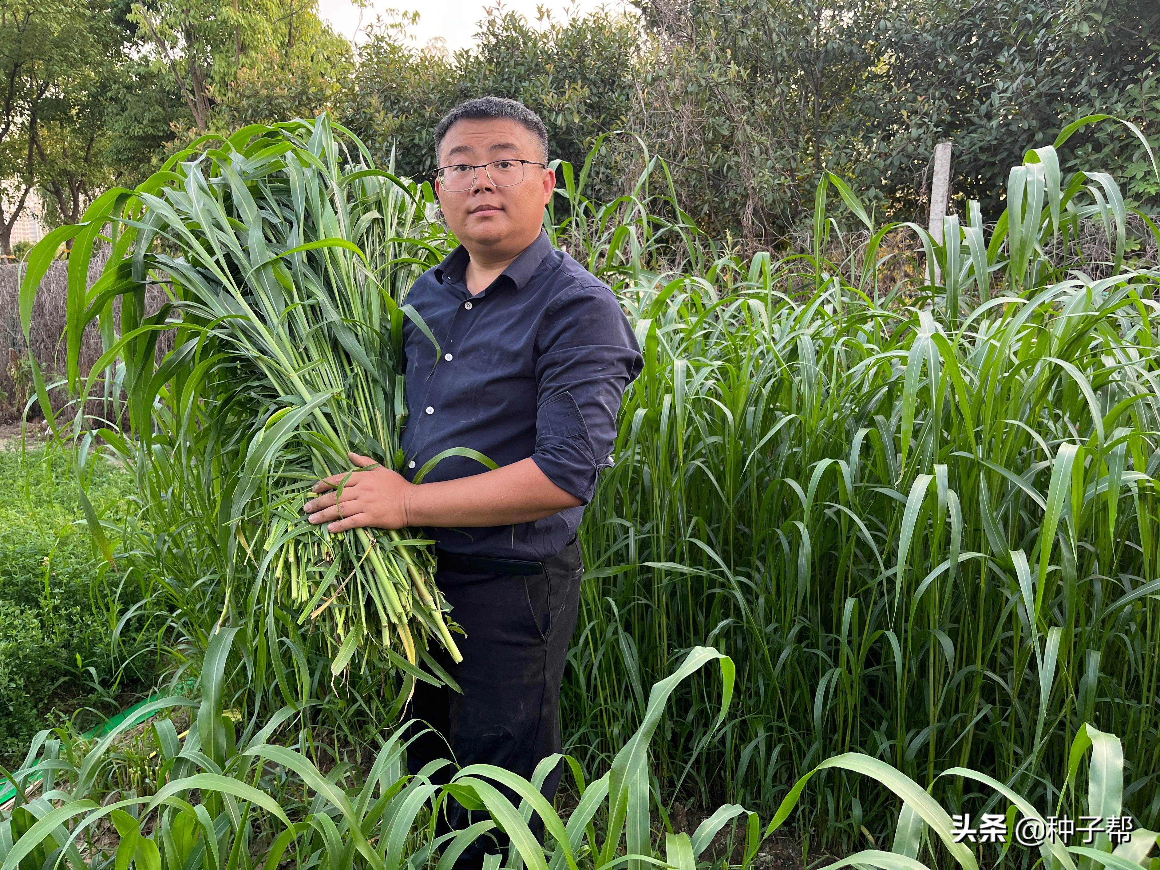 养鱼怎么种草一年四季有草吃？这样种一年收割6~10次，鱼爱吃