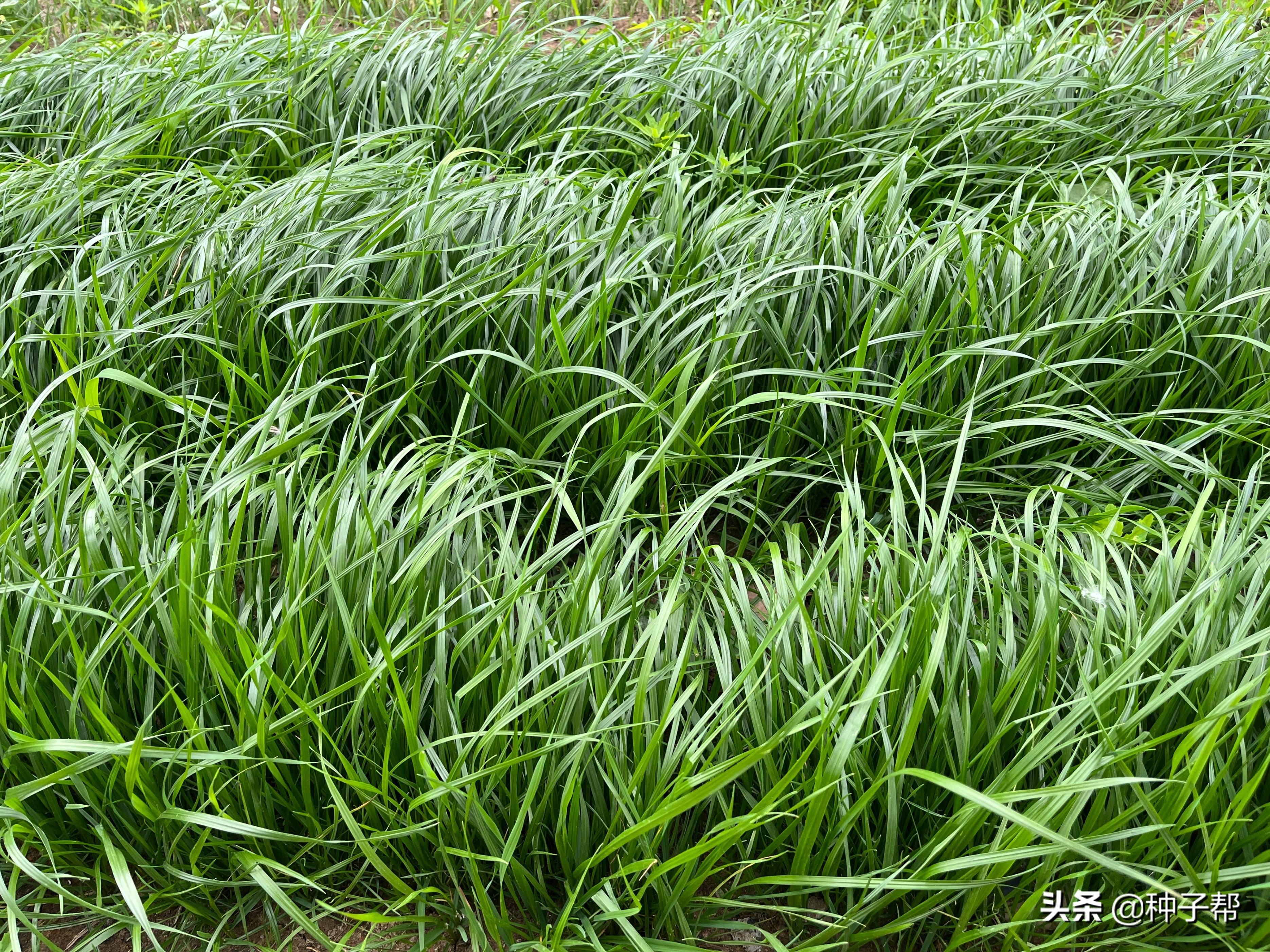 夏季种植什么_夏季种植致富技术_致富种植视频全集