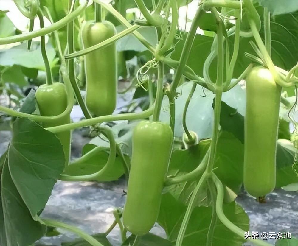 夏季种植致富技术_夏季种植什么_种植致富业