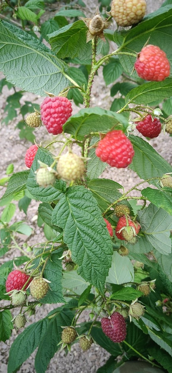 树莓苗盆栽种植方法