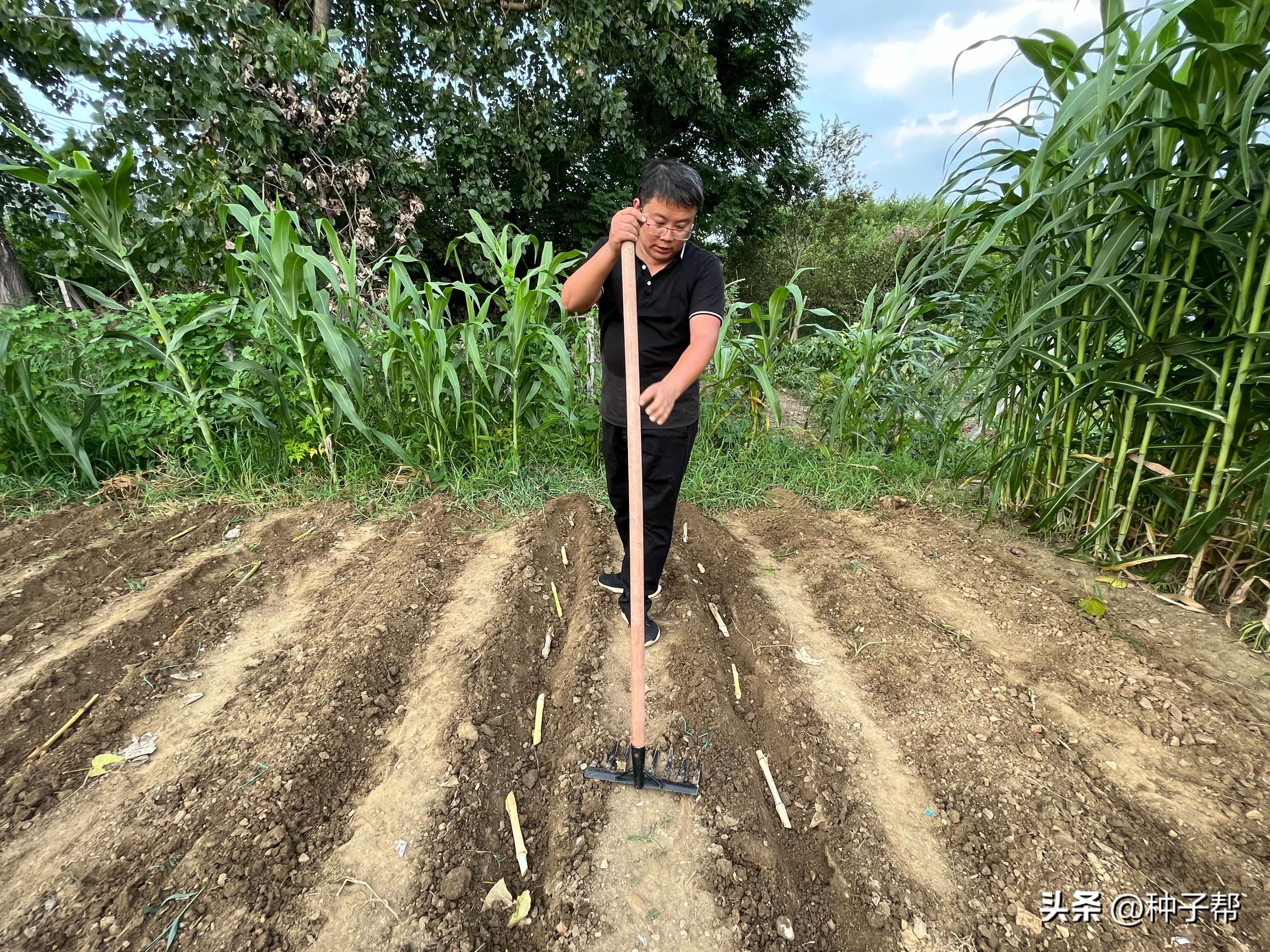 夏季种植致富技术_种植致富20个好项目_致富种植视频全集