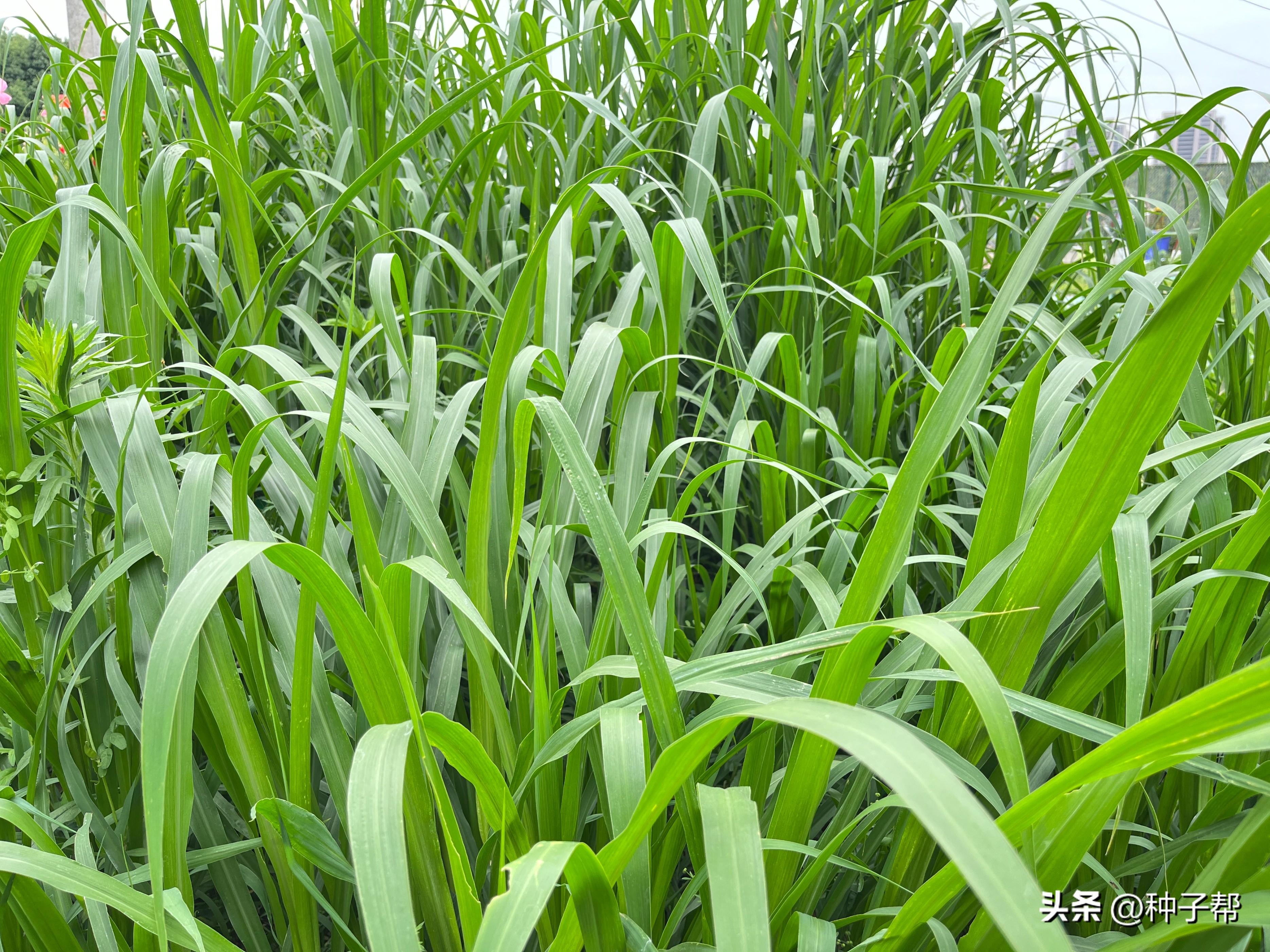 夏季种植致富技术_致富种植视频全集_种植致富20个好项目