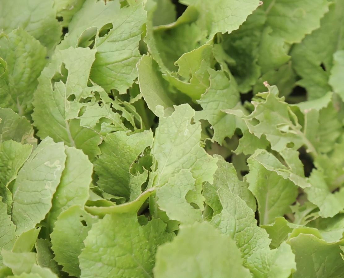 种植致富新项目_夏季种植致富技术_夏季种植什么