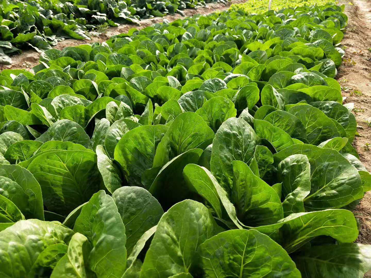 种植致富新项目_夏季种植致富技术_夏季种植什么