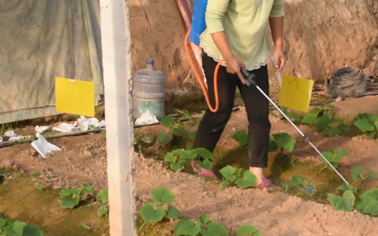 夏季种植致富技术_夏季种植什么_种植致富新项目