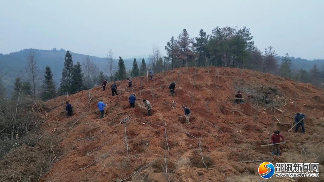 城步：发展特色水果种植 踏上致富好“钱”景