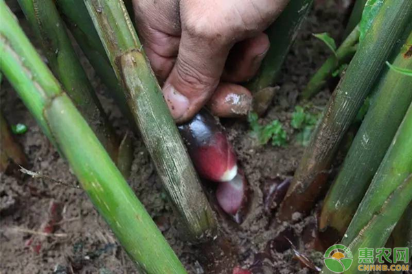 阳荷种植成本和利润分析（附种植技术）