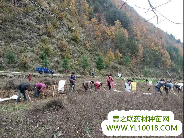 陕西：山阳县中药材种植托起群众致富小康梦