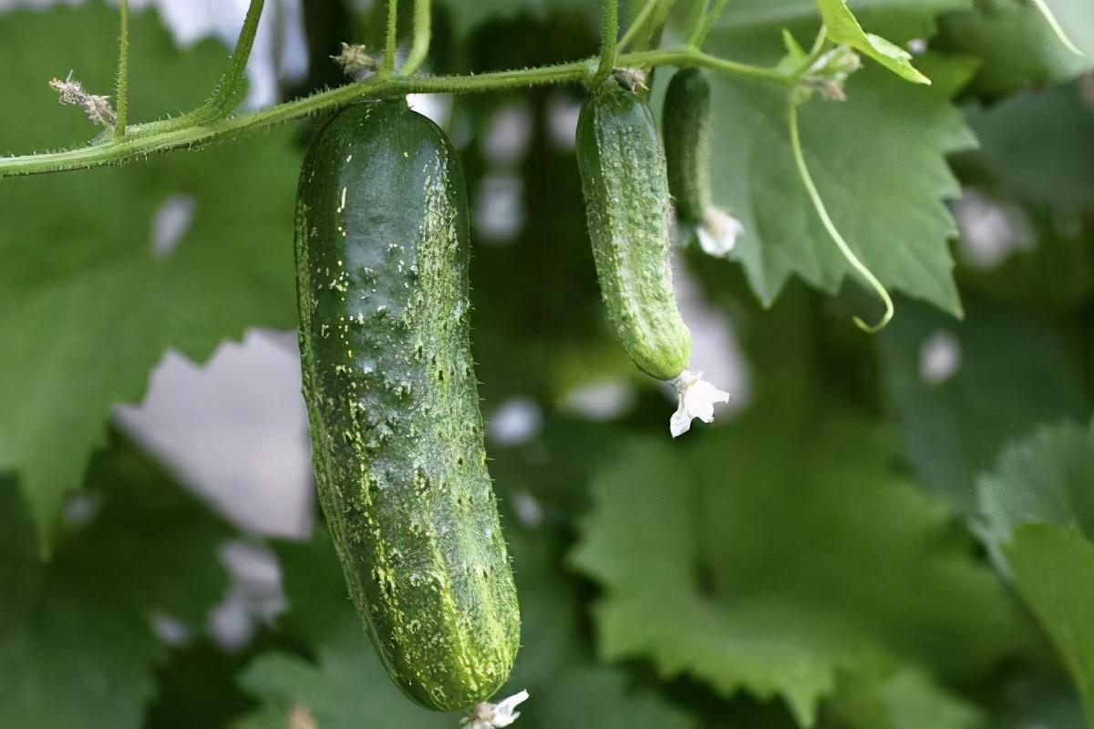 夏季种植致富技术_夏季种植什么_种植致富20个好项目