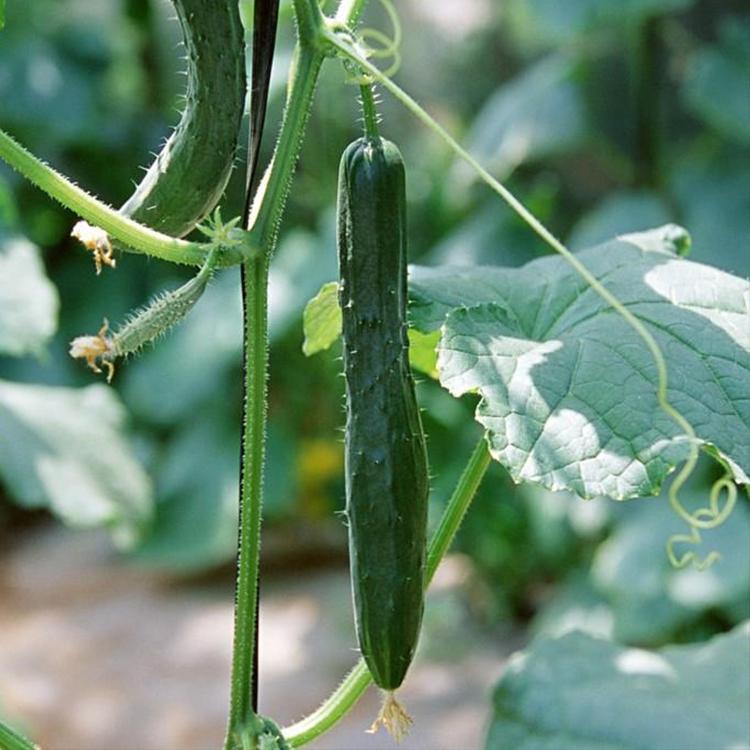 种植致富20个好项目_夏季种植致富技术_夏季种植什么