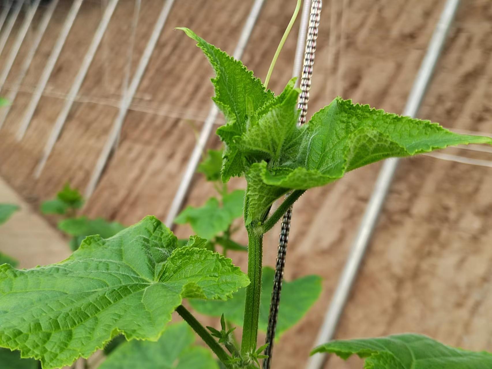 种植致富新项目_种植致富业_夏季种植致富技术