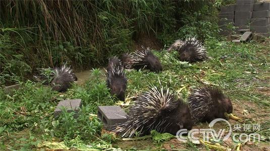 要强的媳妇进山养豪猪