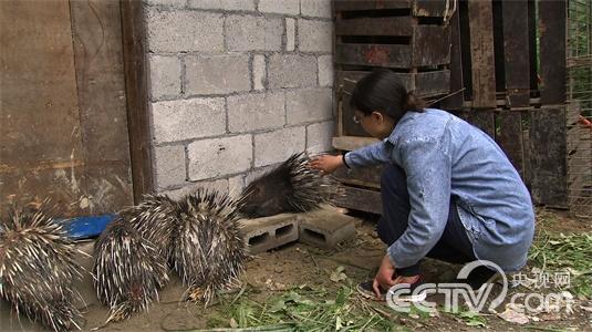 要强的媳妇进山养豪猪