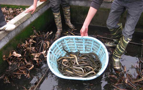 黄鳝的网箱养殖技术_养殖黄鳝网箱技术规范_养殖黄鳝网箱技术要求