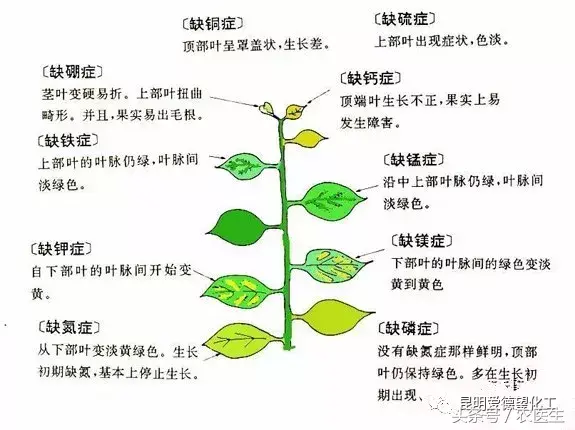 种植钙果的前景如何_致富经钙果种植视频_钙果种植管理技术视频