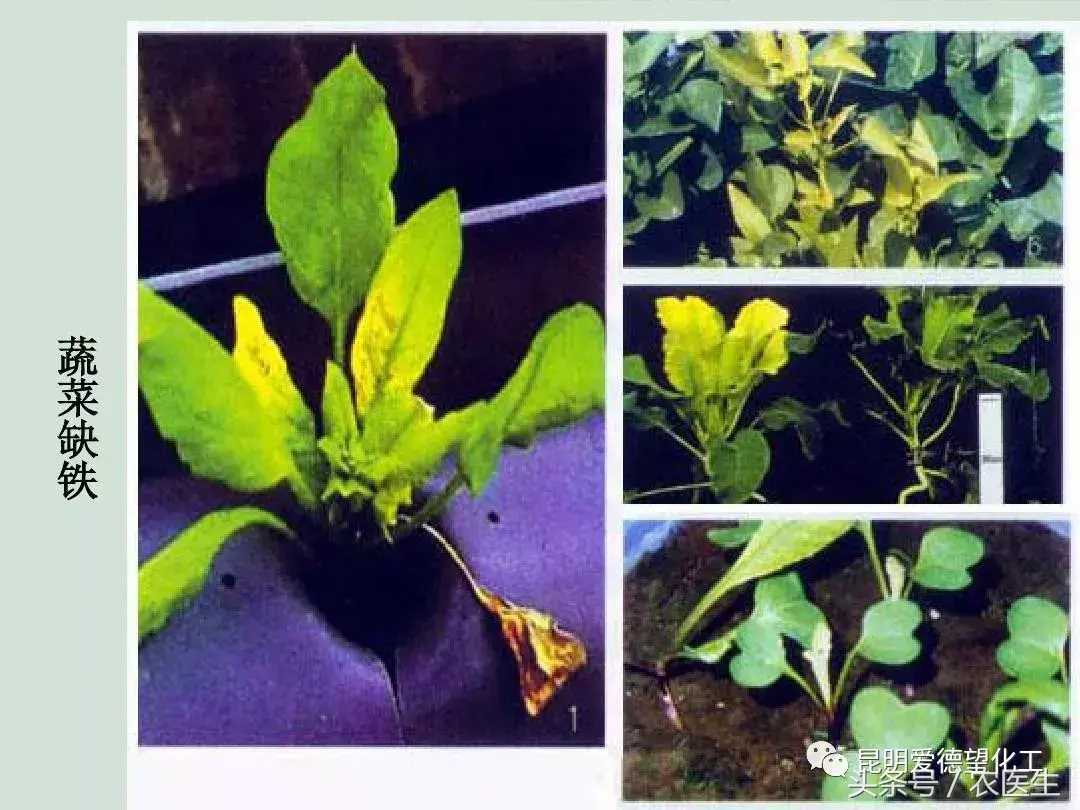 致富经钙果种植视频_种植钙果的前景如何_钙果种植管理技术视频