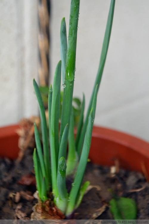 洋葱种植技术和管理移栽_洋葱种植技术_洋葱种植技术视频