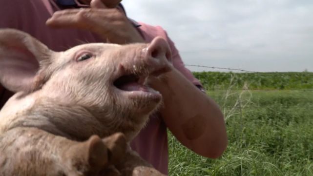 苜蓿草养猪致富经_用牧草养猪致富_苜蓿草养猪案例