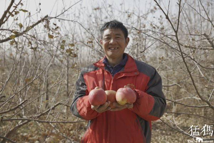 周金福：20亩苹果树落地售空，规模种植让土地“金贵”起来