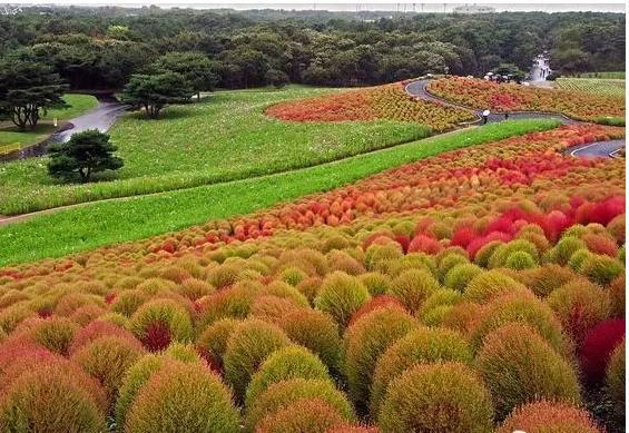 农村致富新项目种植_农村种植致富幼苗_致富种植视频全集