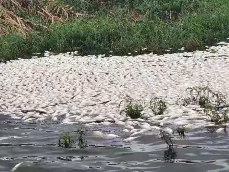 怎样办好家庭泥鳅黄鳝养殖场_泥鳅黄鳝养殖前景_家里泥鳅黄鳝养殖技术